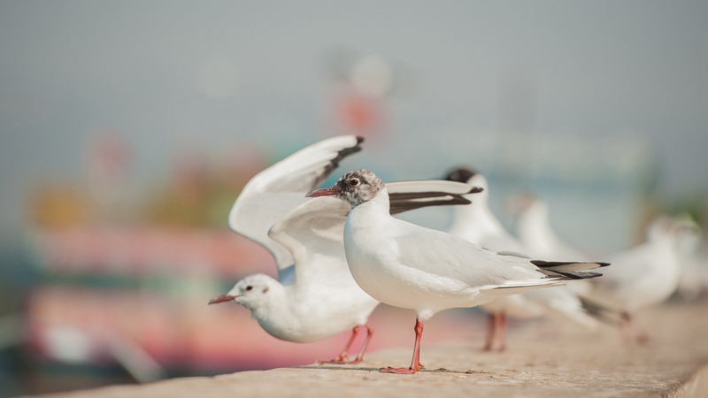 荆州安保咨询顾问服务公司 荆州保安服务有限公司？-第2张图片-私人保镖网